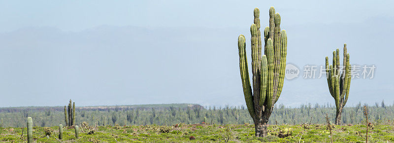 全景沙漠景观与老墨西哥卡登仙人掌(Pachycereus pringlei)。